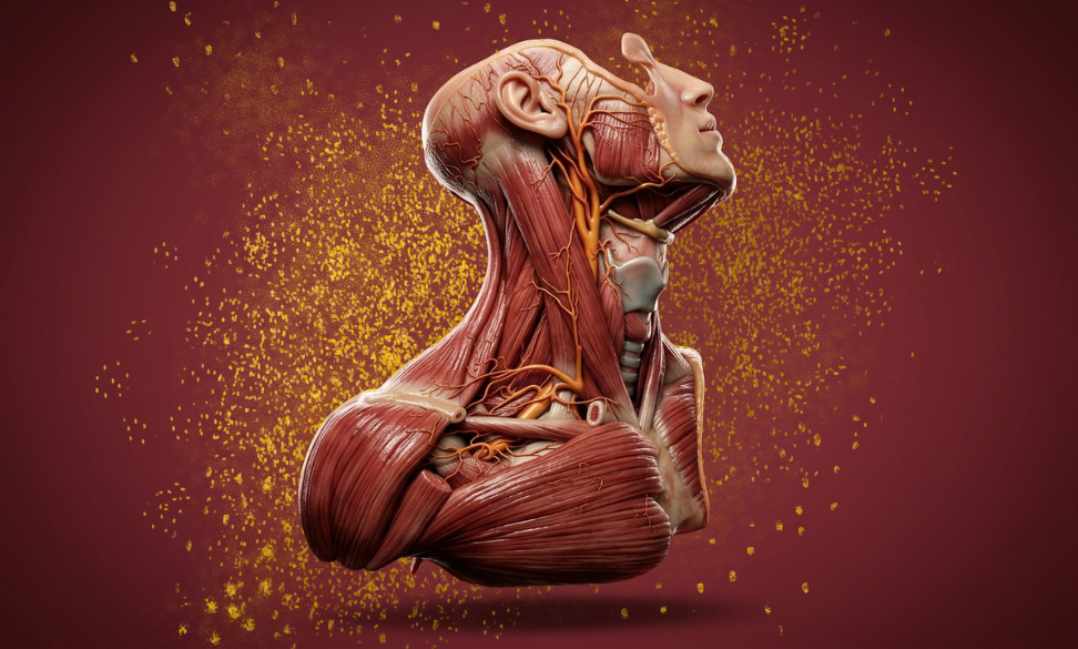 Libre de Anatomia UBA — Diciembre 2026